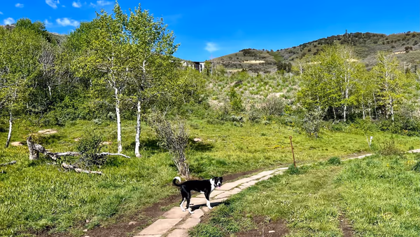 Valley Street Dog Park photo 2